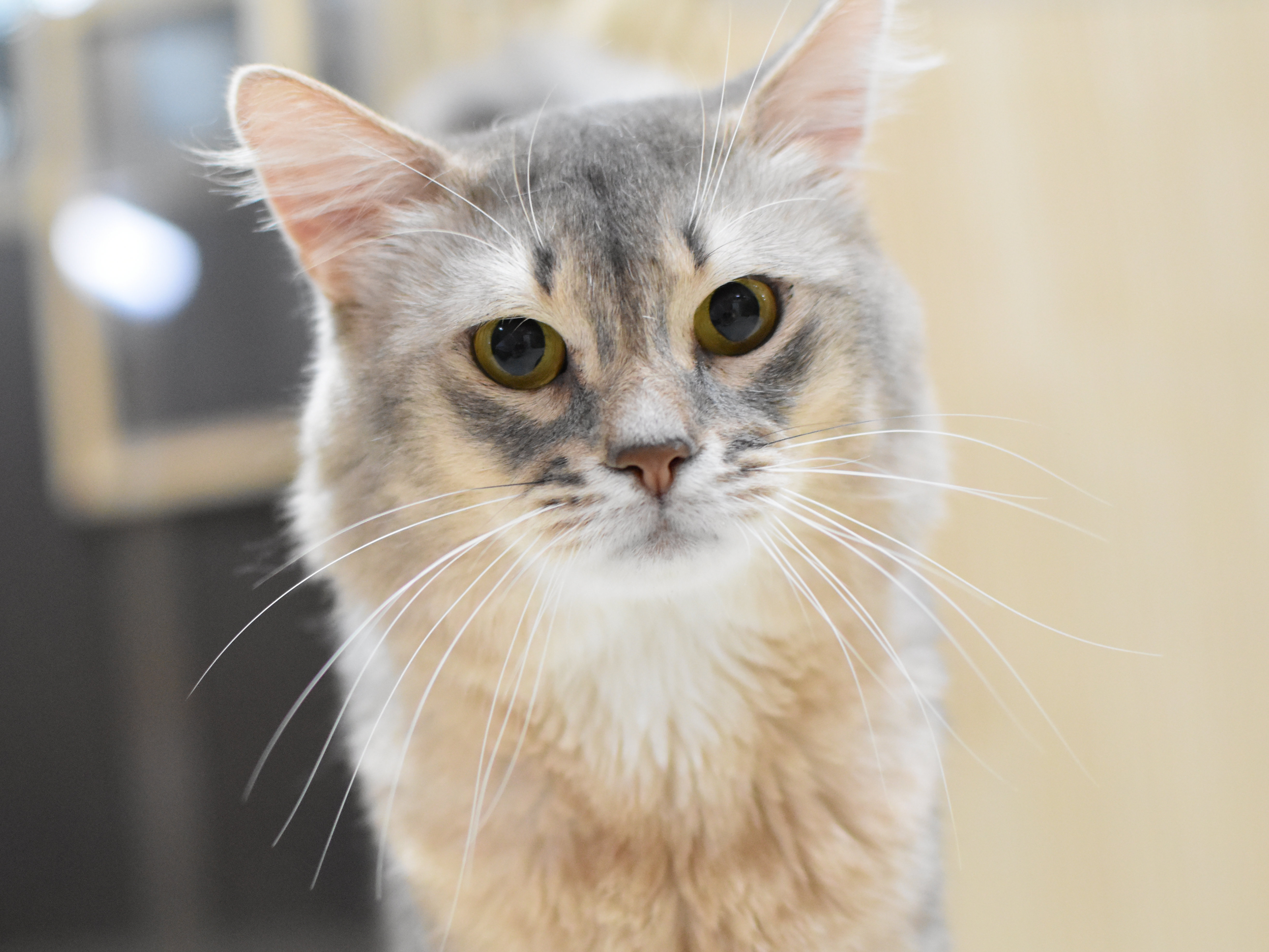 ソマリ　ブルー　おす　（２２年６月３日生れ）